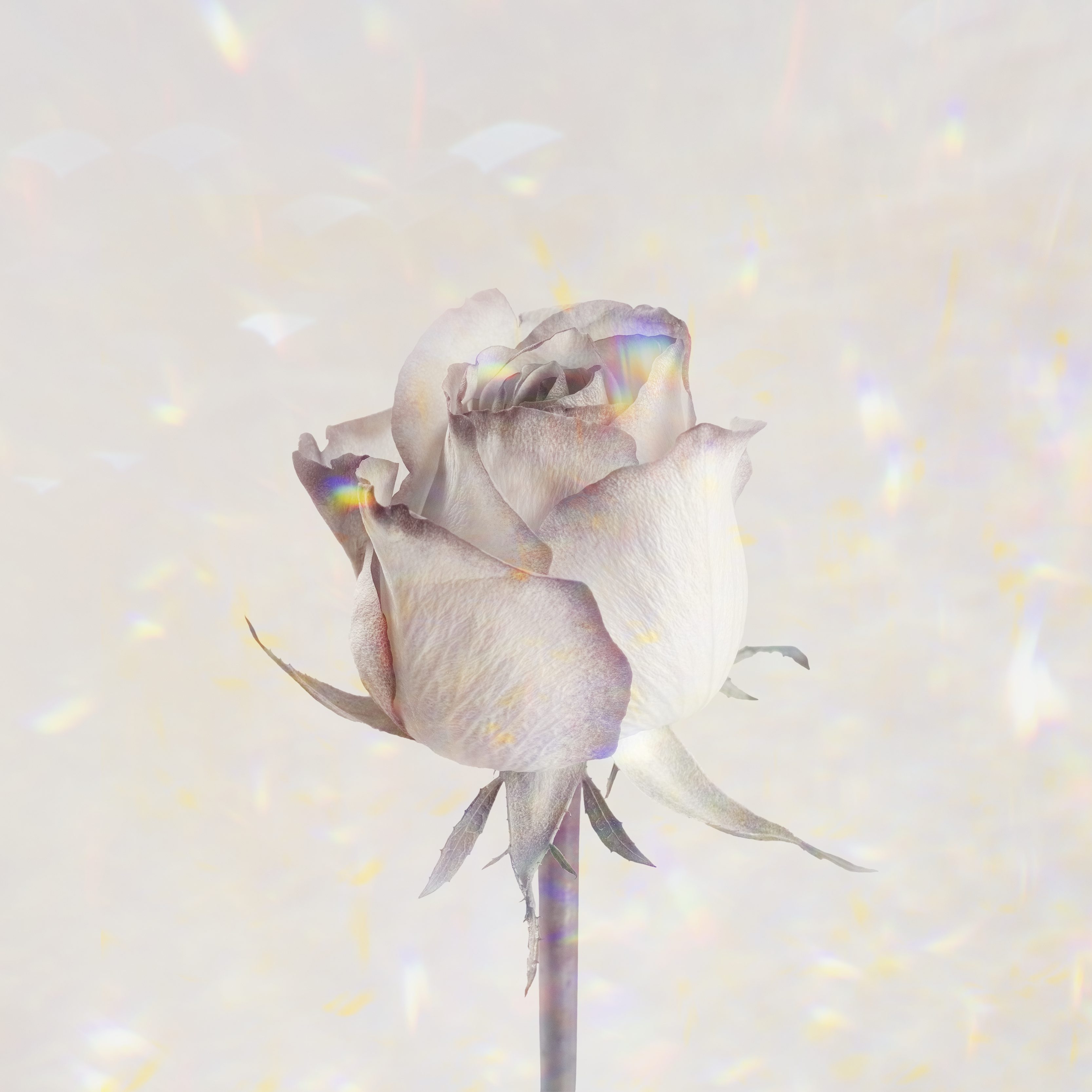 Rose flower on a holographic background design resource